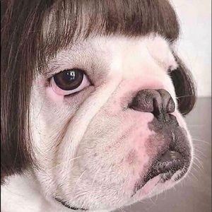 Meet your Posher, Finz